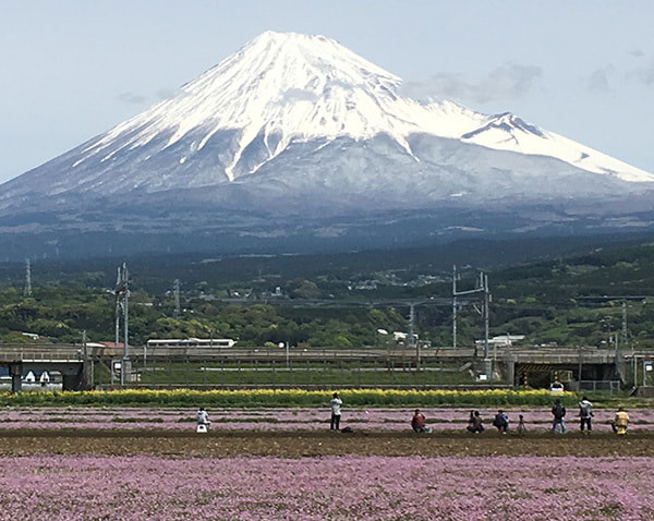富士山とれんげ畑、写真を撮りに来る人々のイメージ画像